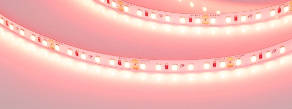 Светодиодная Лента RT-A120-8mm 24V Scarlet (9.6 W/m, IP20, 2835, 5m) (Arlight, -)