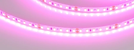 Светодиодная Лента RT-A120-8mm 24V Magenta (9.6 W/m, IP20, 2835, 5m) (Arlight, -)