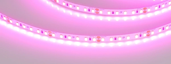 Светодиодная Лента RT-A120-8mm 24V Magenta (9.6 W/m, IP20, 2835, 5m) (Arlight, -)